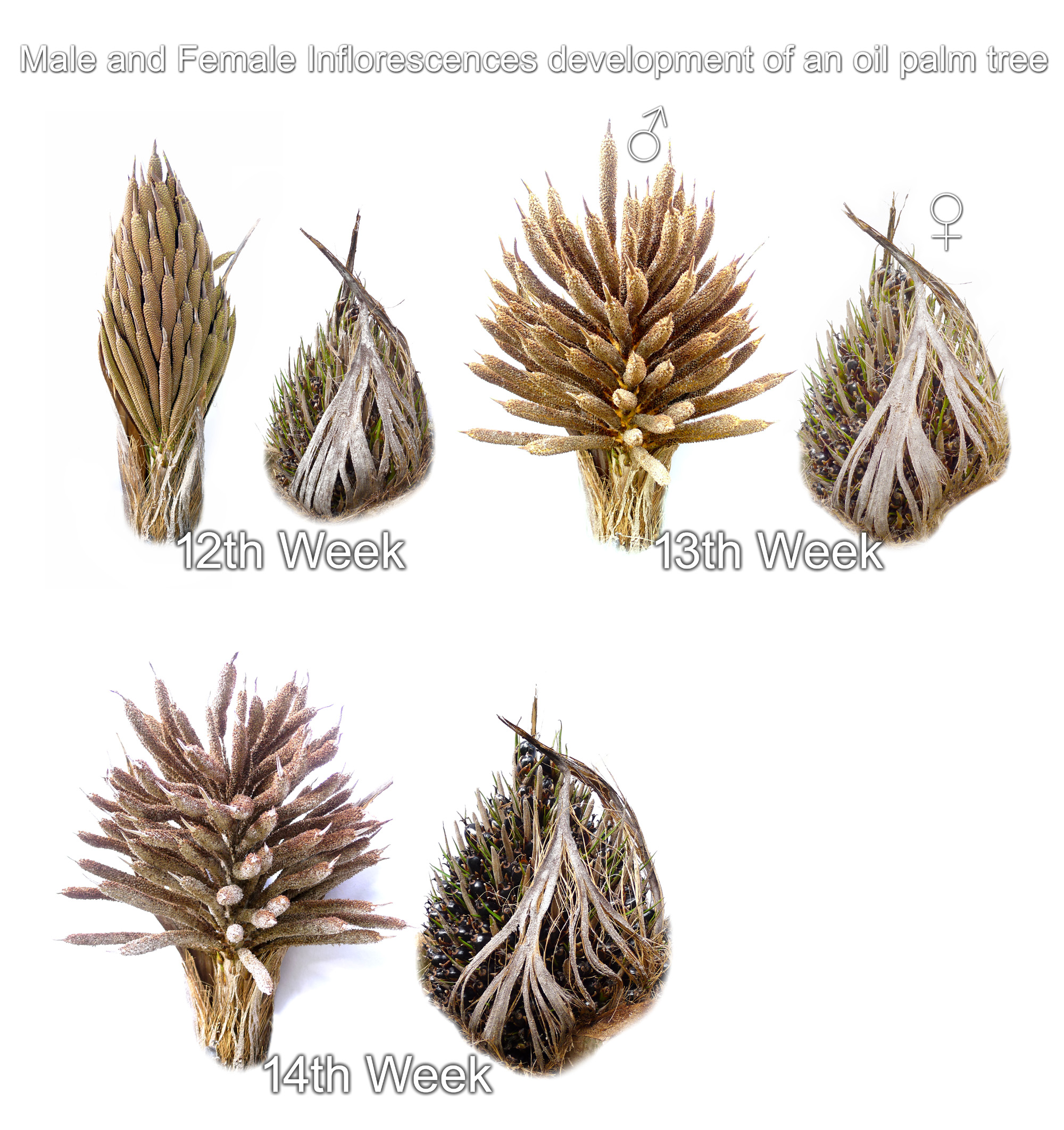 Male and Female Oil Palm flower Inflorescence Development