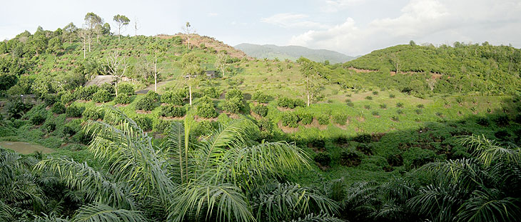 Biofuels have major positive or negative effects on natural forests, forest dwellers and owners.