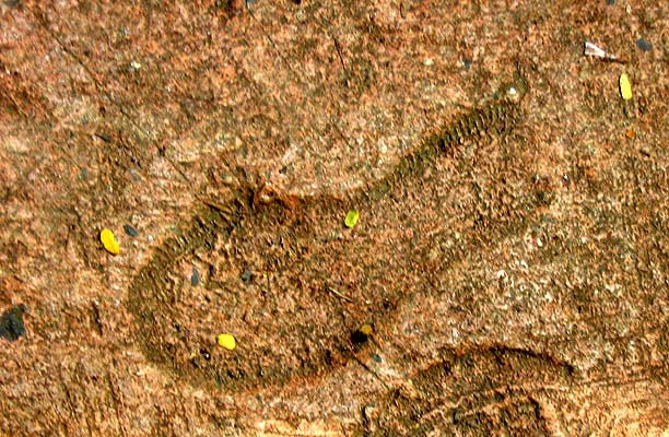 Close view of a concrete step with the print of a shoe sole, its tread pattern clear, pressed into the surface.