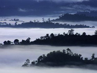 Wildlife in Danum Valley
