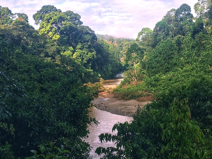 Danum Valley Research
