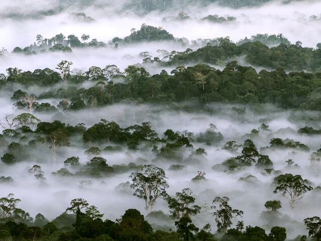 Pioneers of Danum Valley