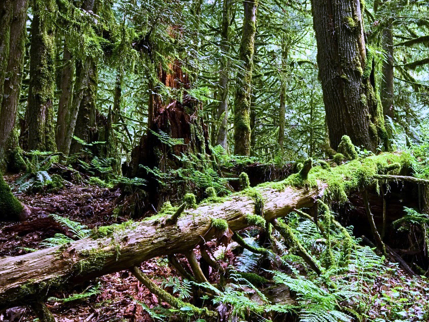 Legacy of Danum Valley