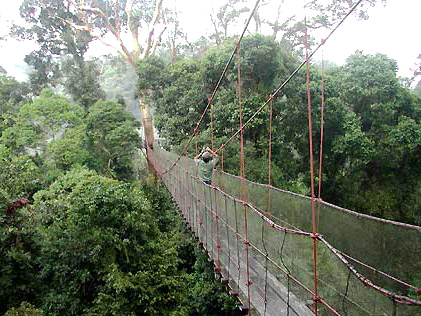 Danum Valley Canopy