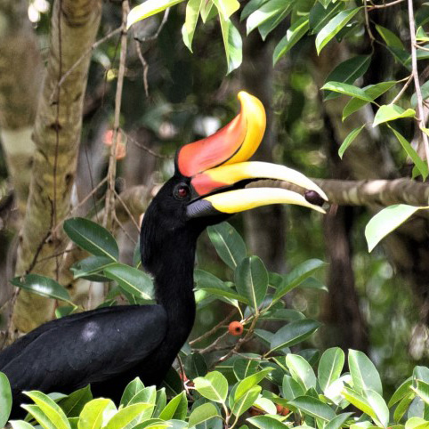 Ficus dubia fruiting at Maliau attracts Borneo’s two largest hornbills