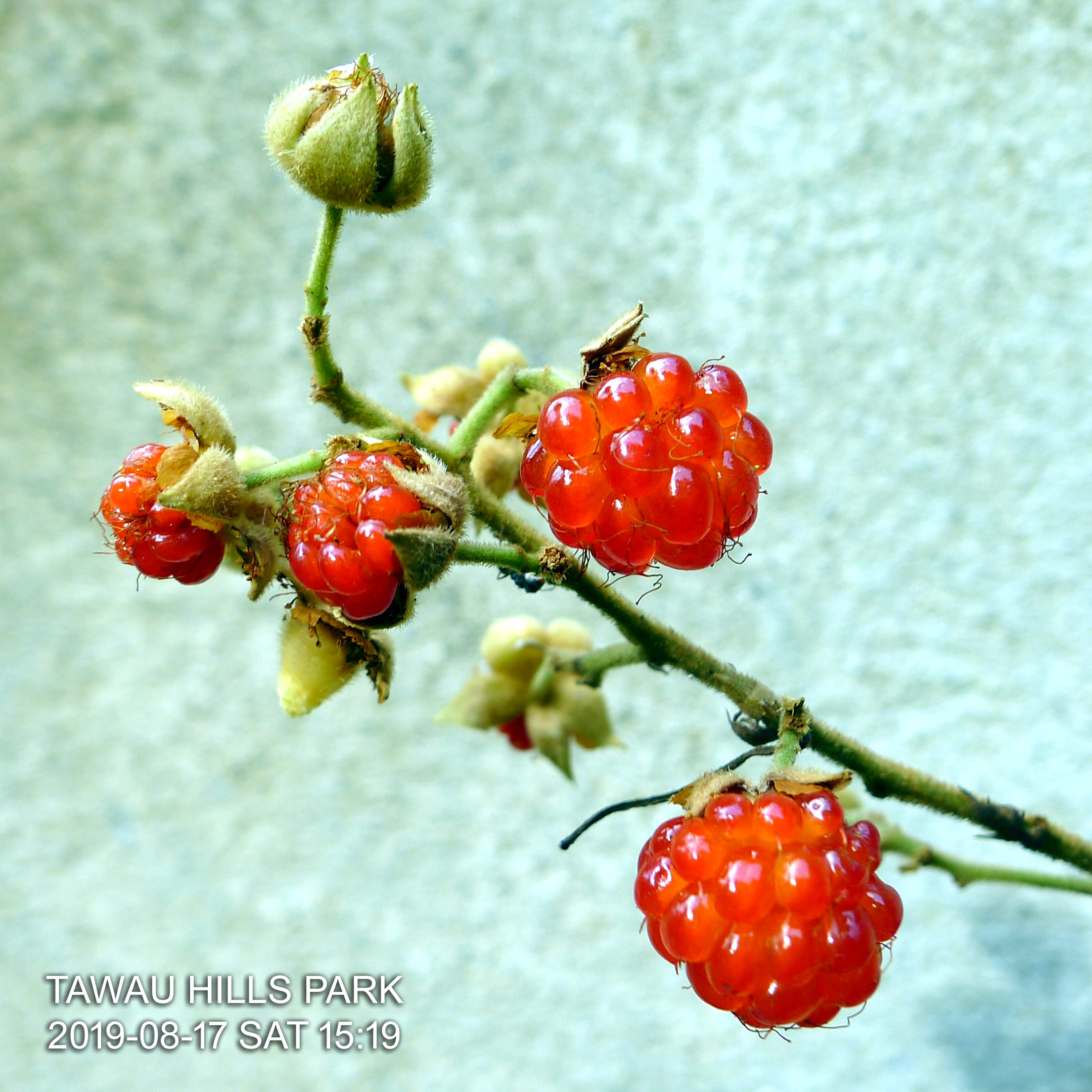 Wild strawberry  in Tawau Hills Park in Sabah, Borneo, Malaysia. The foods of the animals in the park.