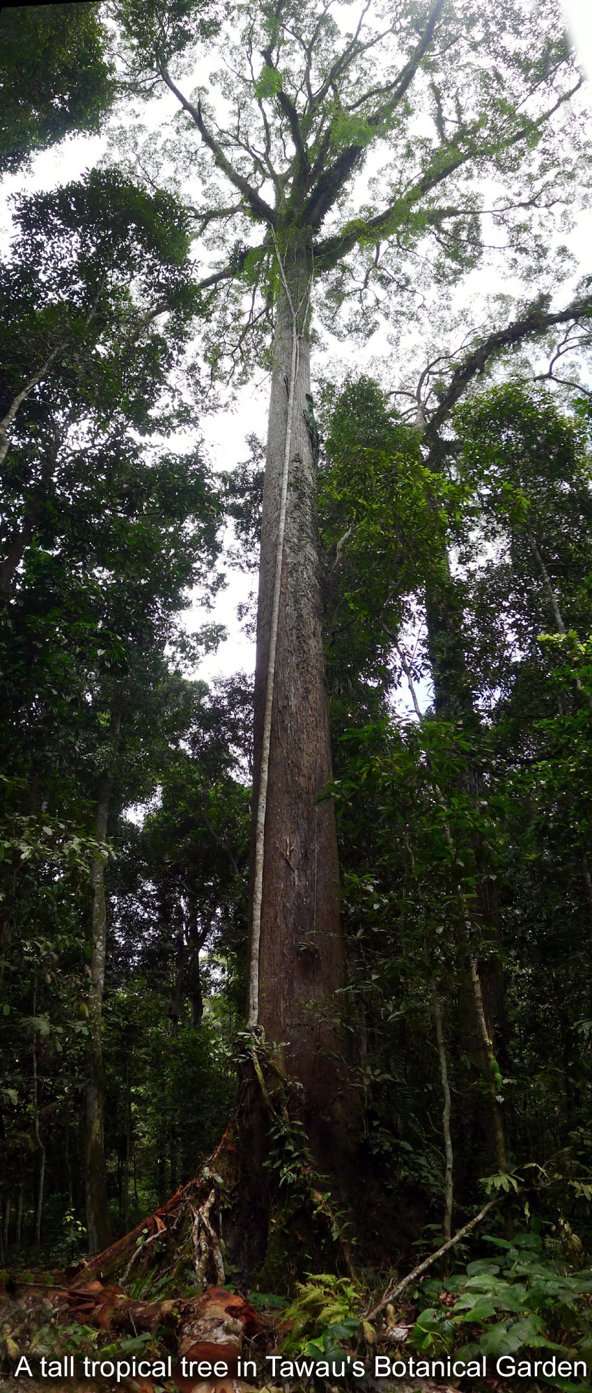 A tall tropical tree in Tawau's Botanical Garden