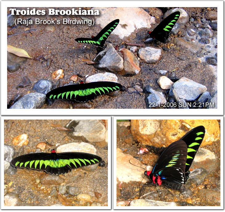 Rajah Brooke Birdwing Butterfly 