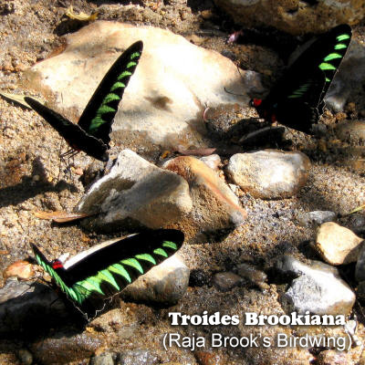 Troides Brookiana 