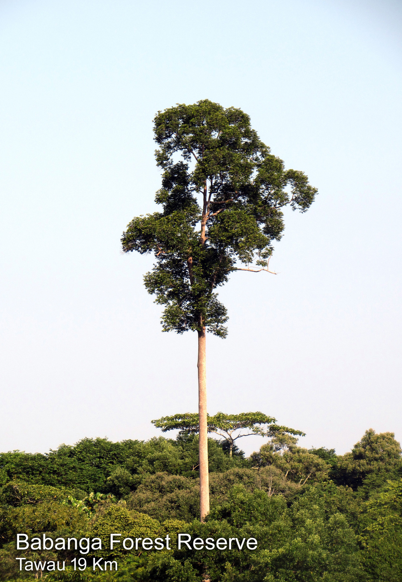 The tall tree of Babanga Forest Reserve in Bandar Sri Indah