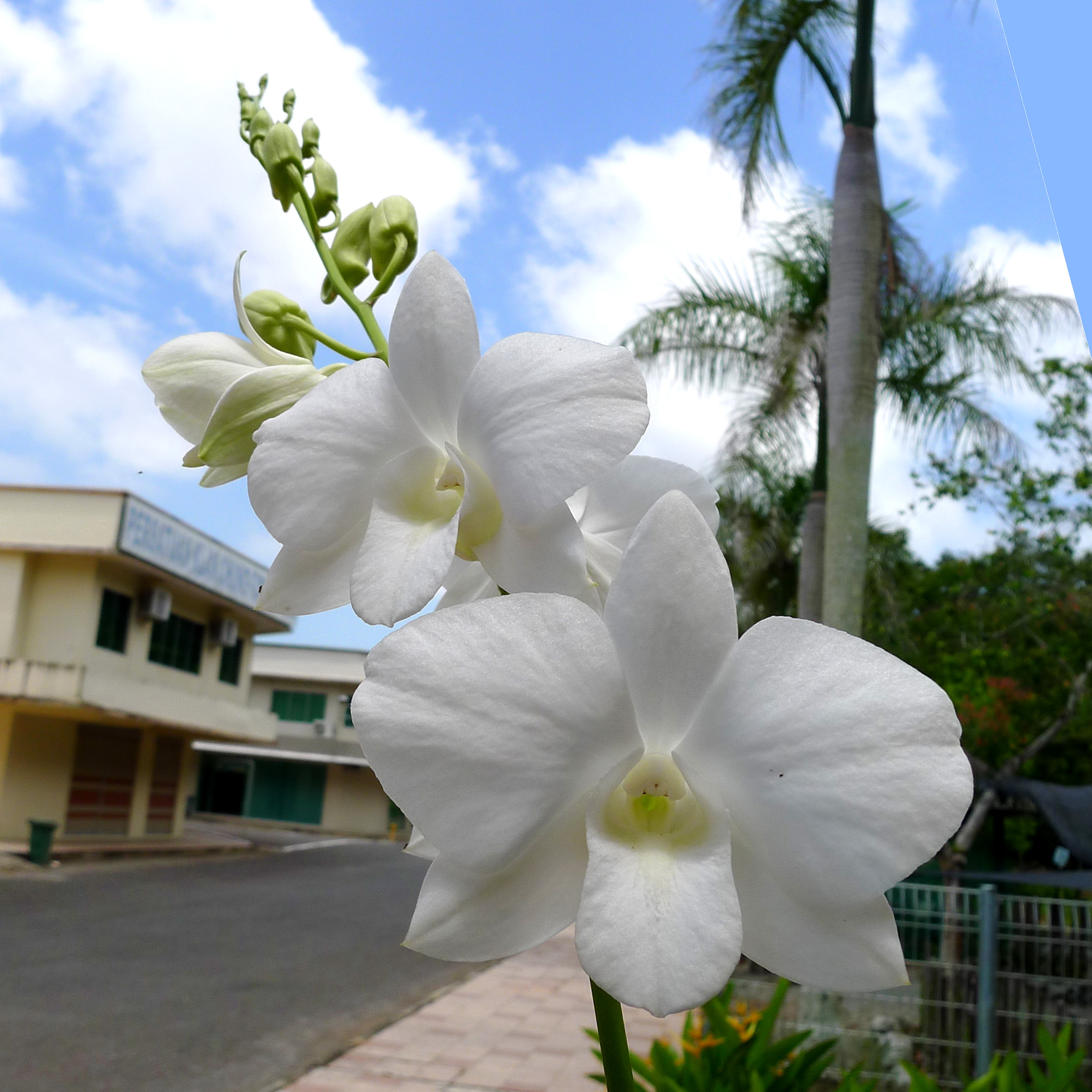 White Orchid flowers in Orchid Garden of Bandar Sri Indah