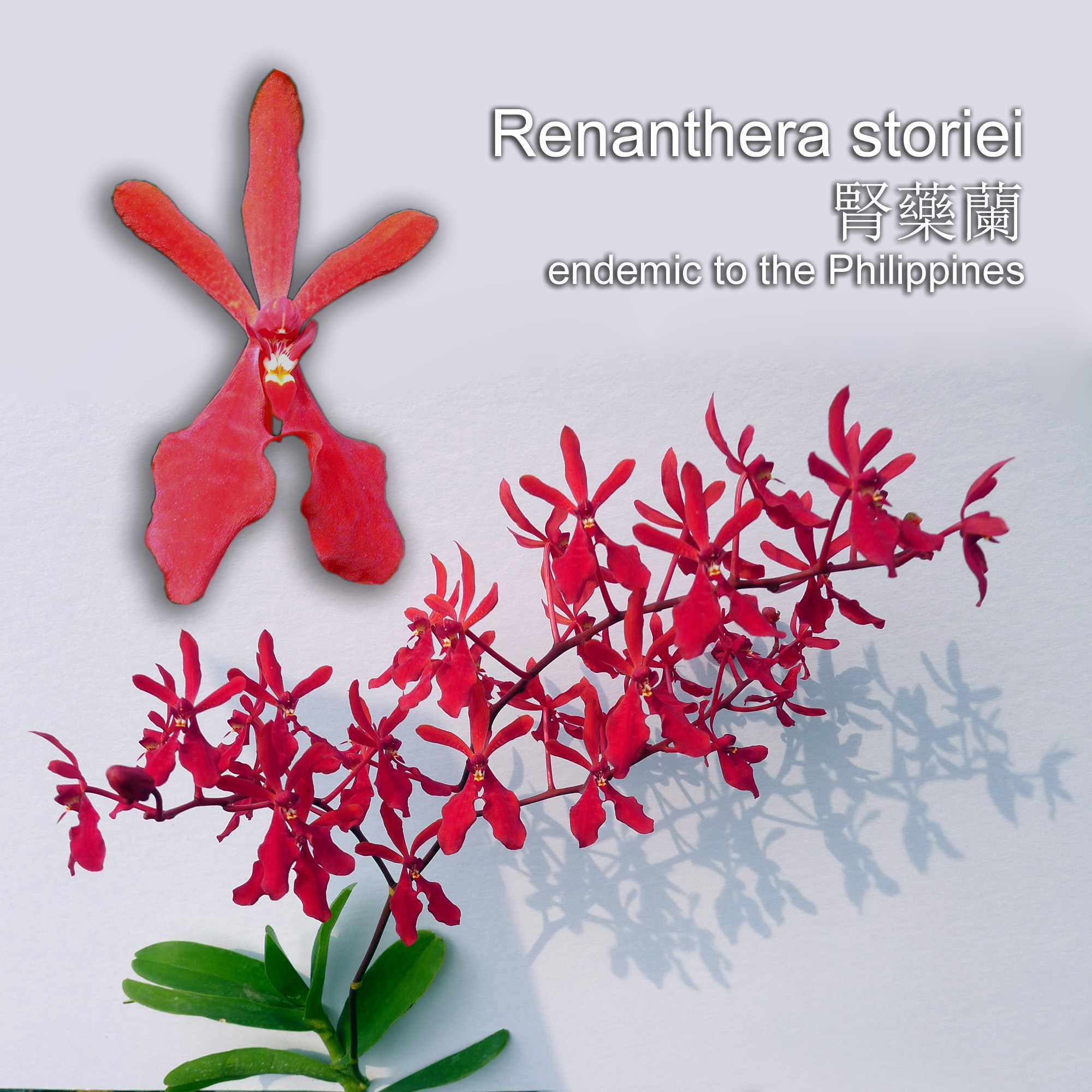 Renanthera storiei 腎藥蘭 endemic to the Philippines