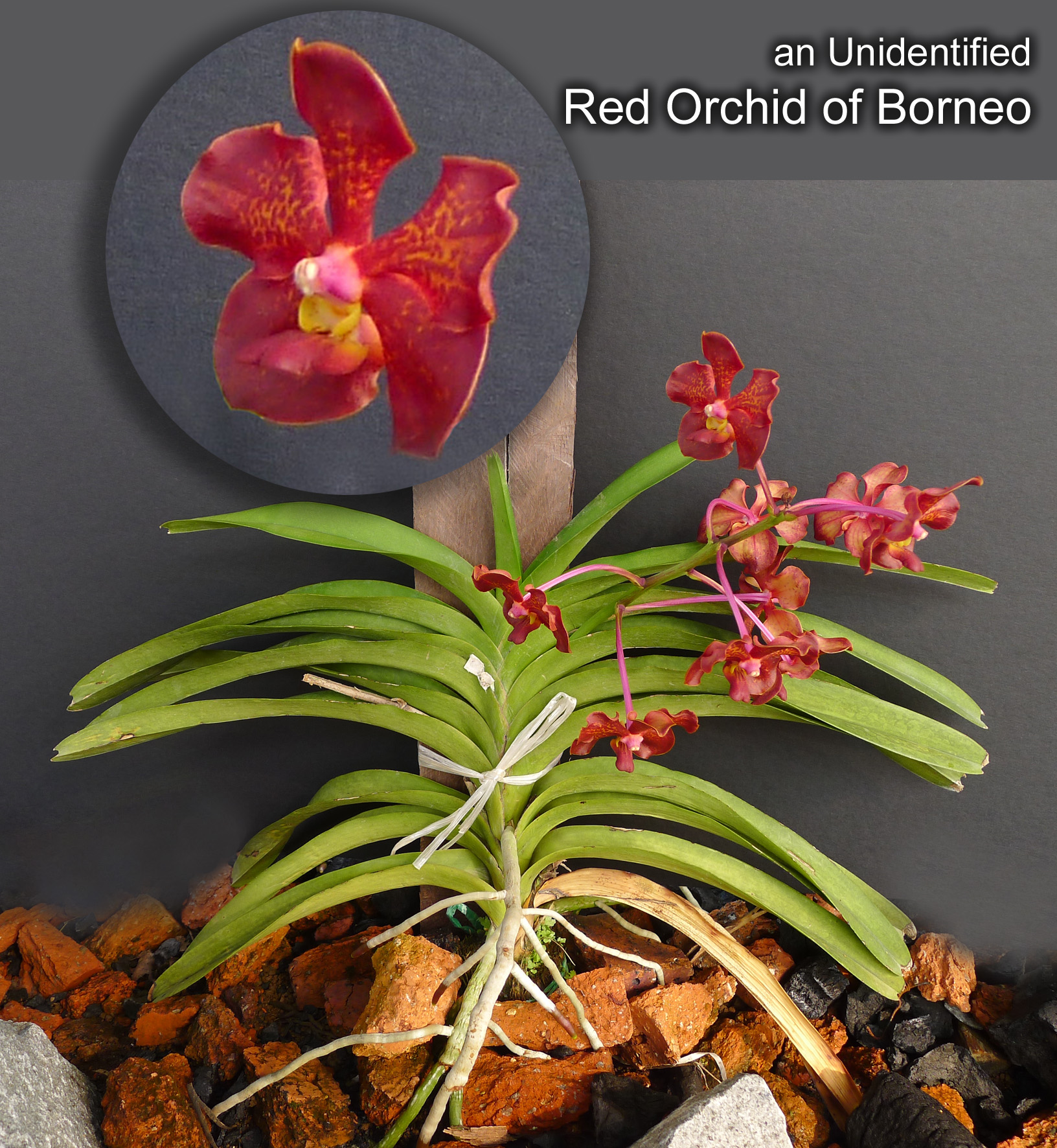 an Unidentified Red Orchid of Borneo
