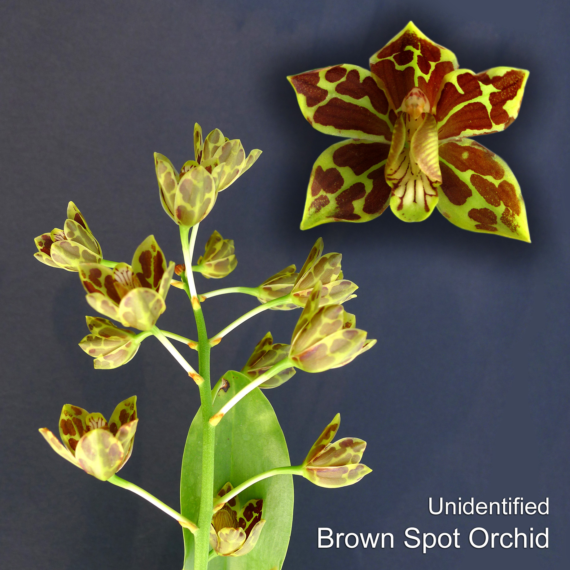 an Unidentified Brown Spot Orchid of Borneo