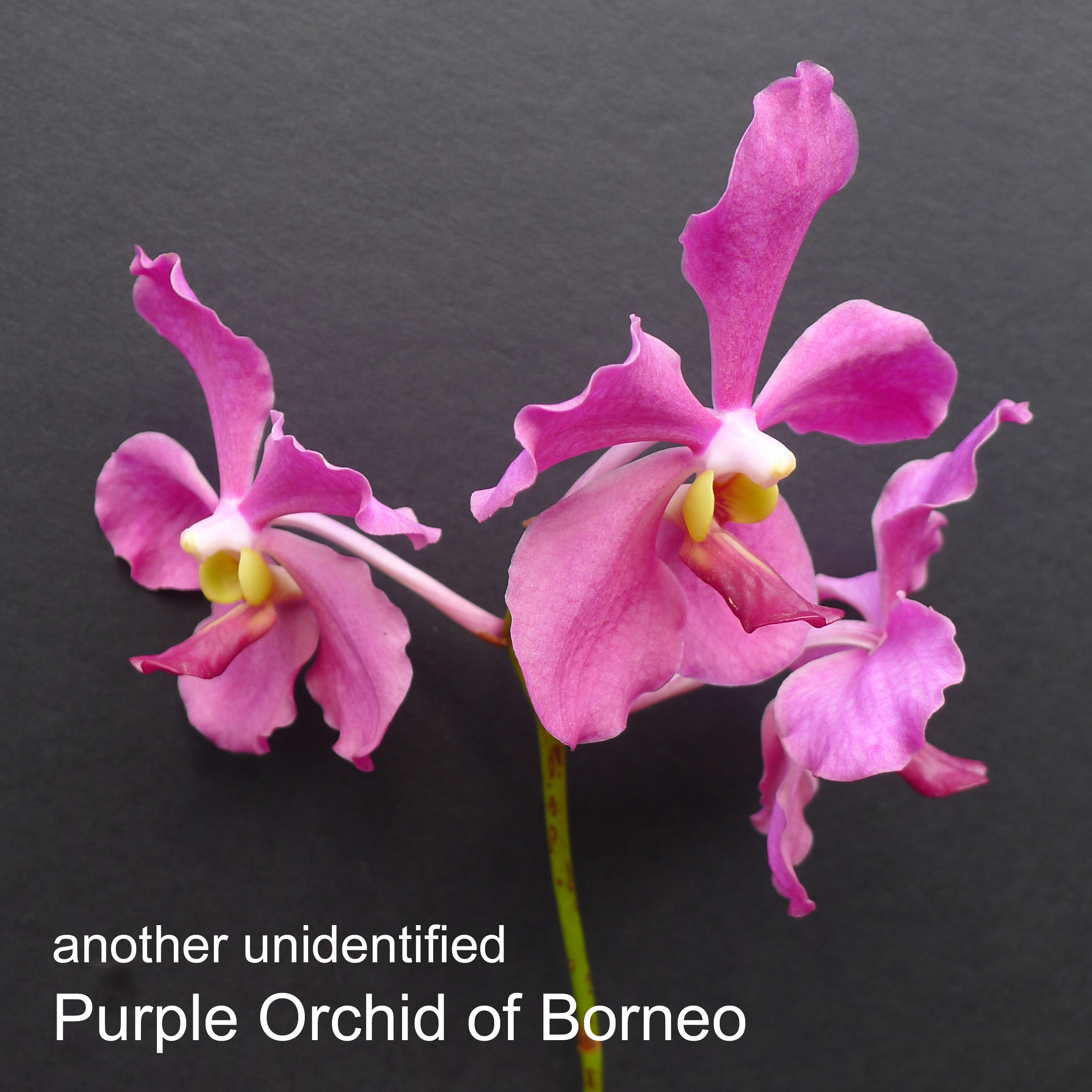 another unidentified Purple Orchid of Borneo