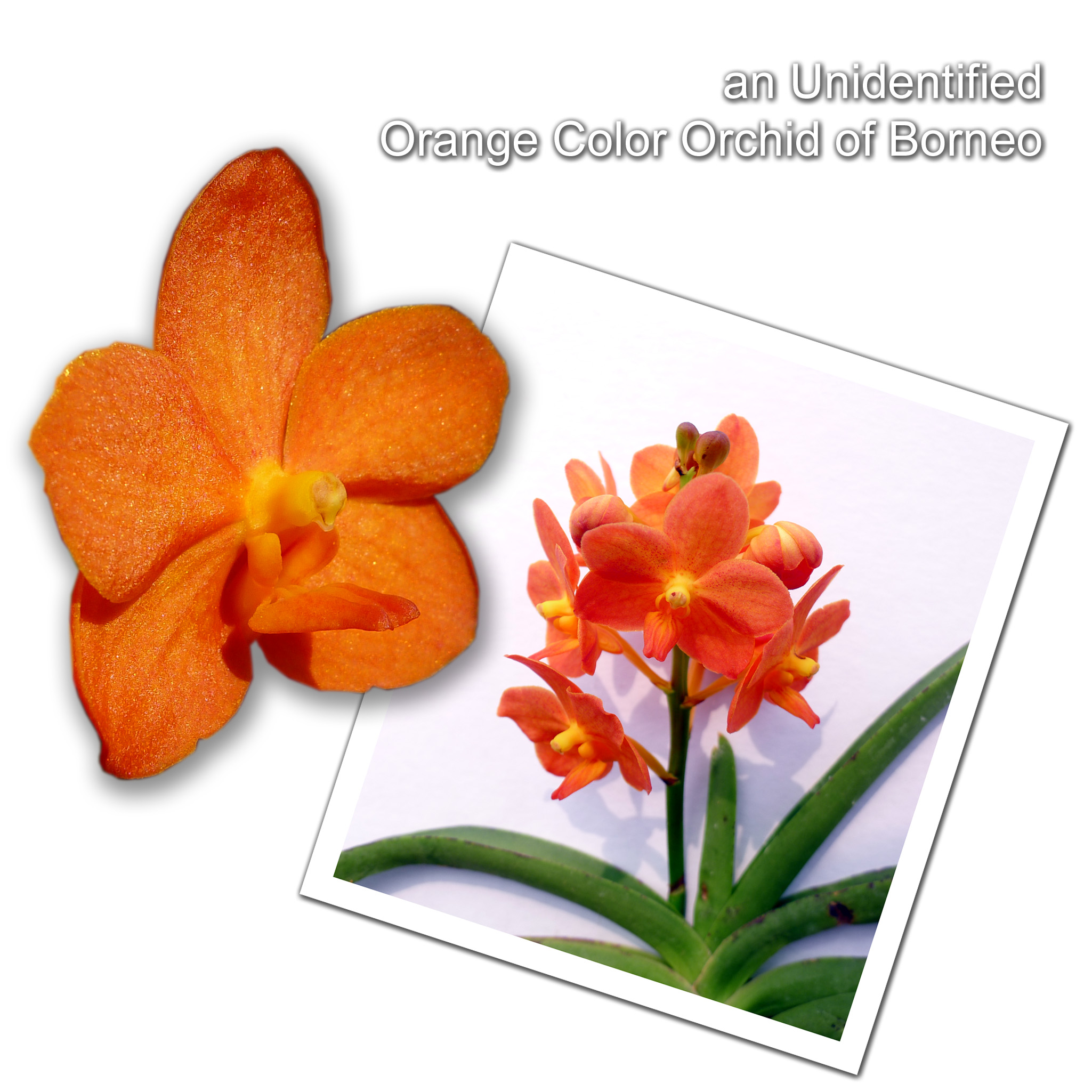 an Unidentified Orange Color Orchid of Borneo