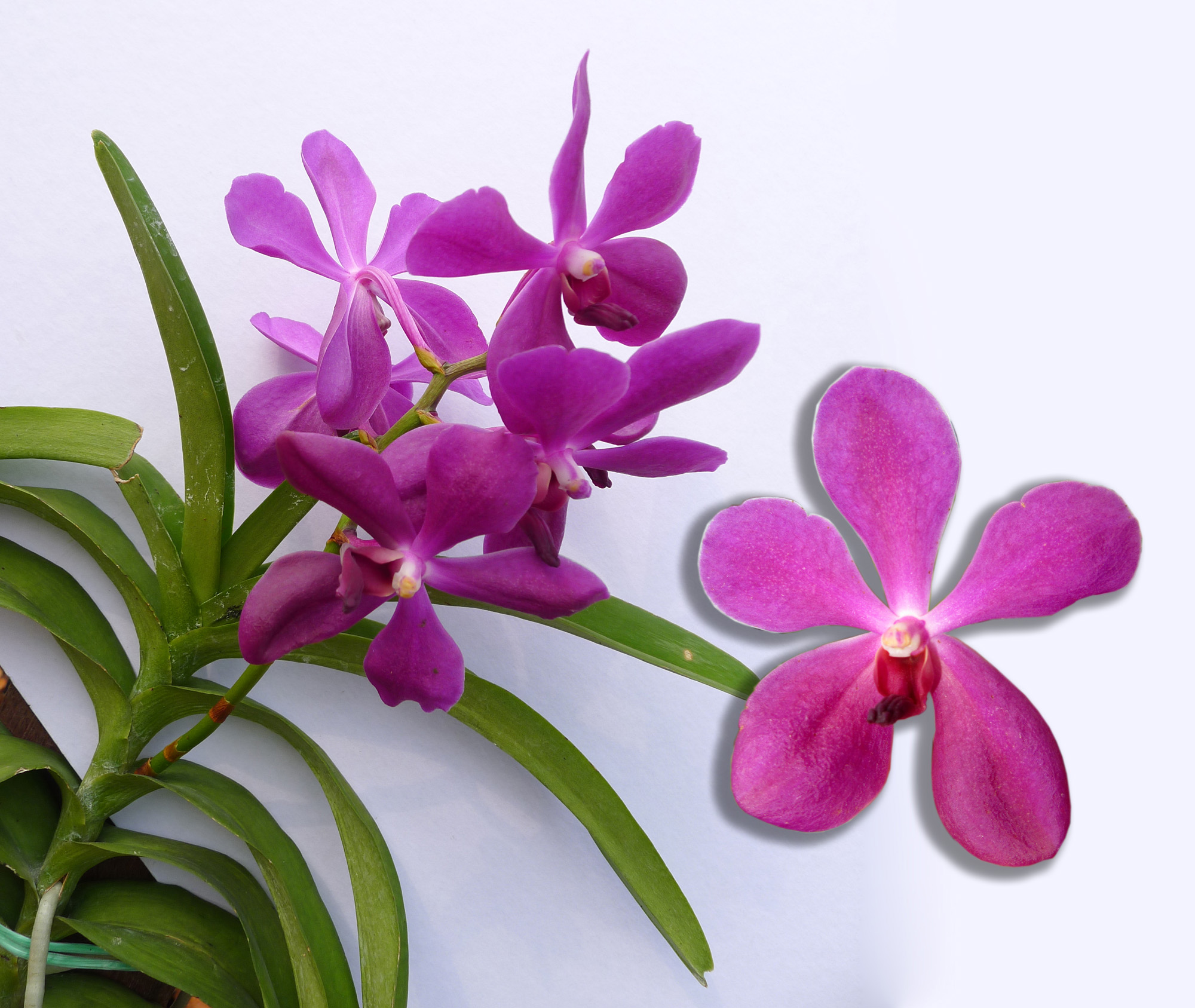 an unidentified Purple Orchid of Borneo