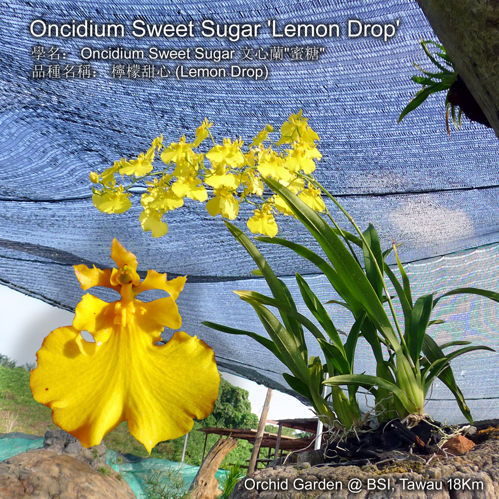 Oncidium Sweet Sugar 'Lemon Drop' (Patented Hybrid)