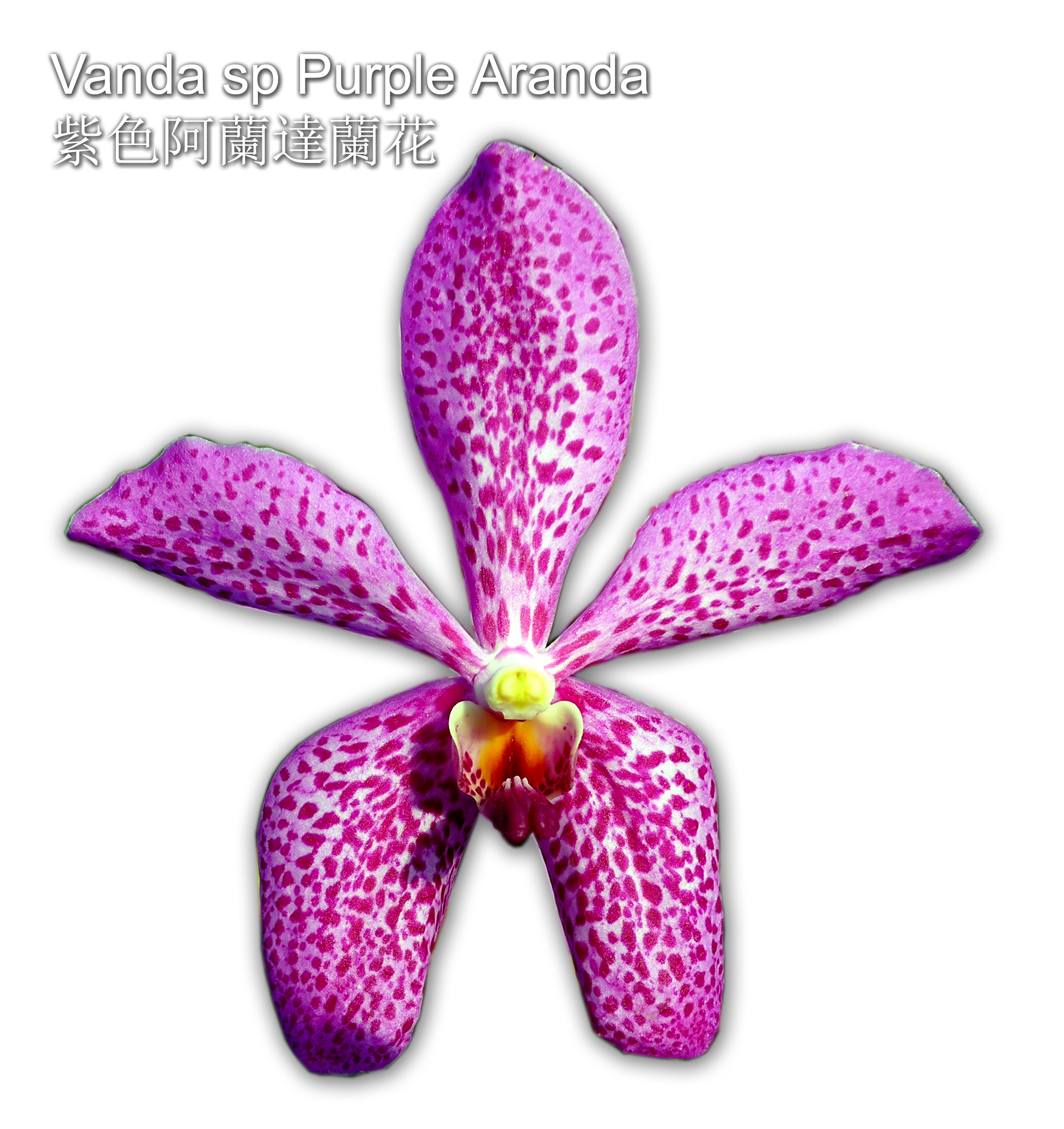 Vanda sp Purple Aranda (Hybrid Orchids) 紫色阿蘭達蘭花(雜交蘭花)