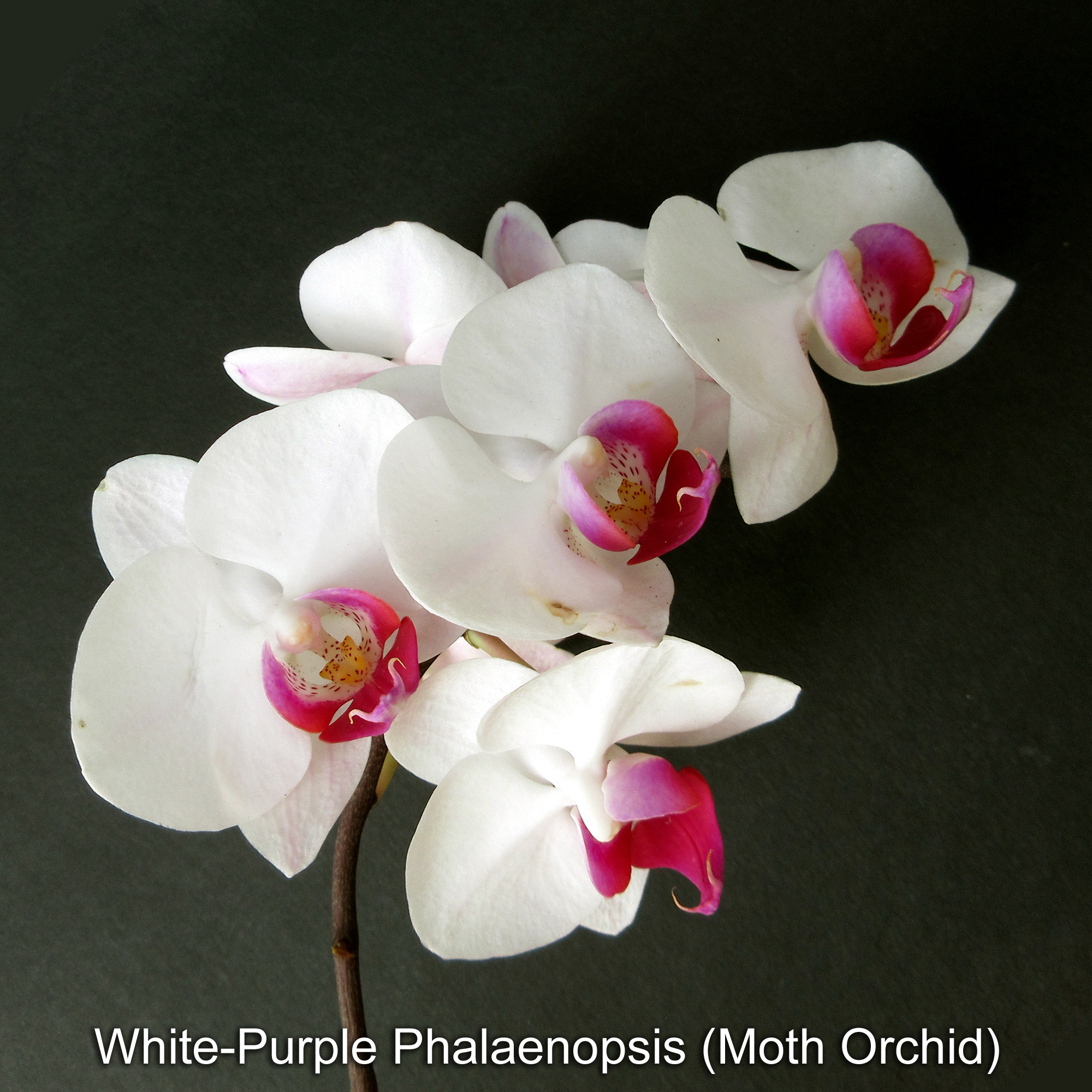 a White-Purple Phalaenopsis (Moth Orchid) in Borneo