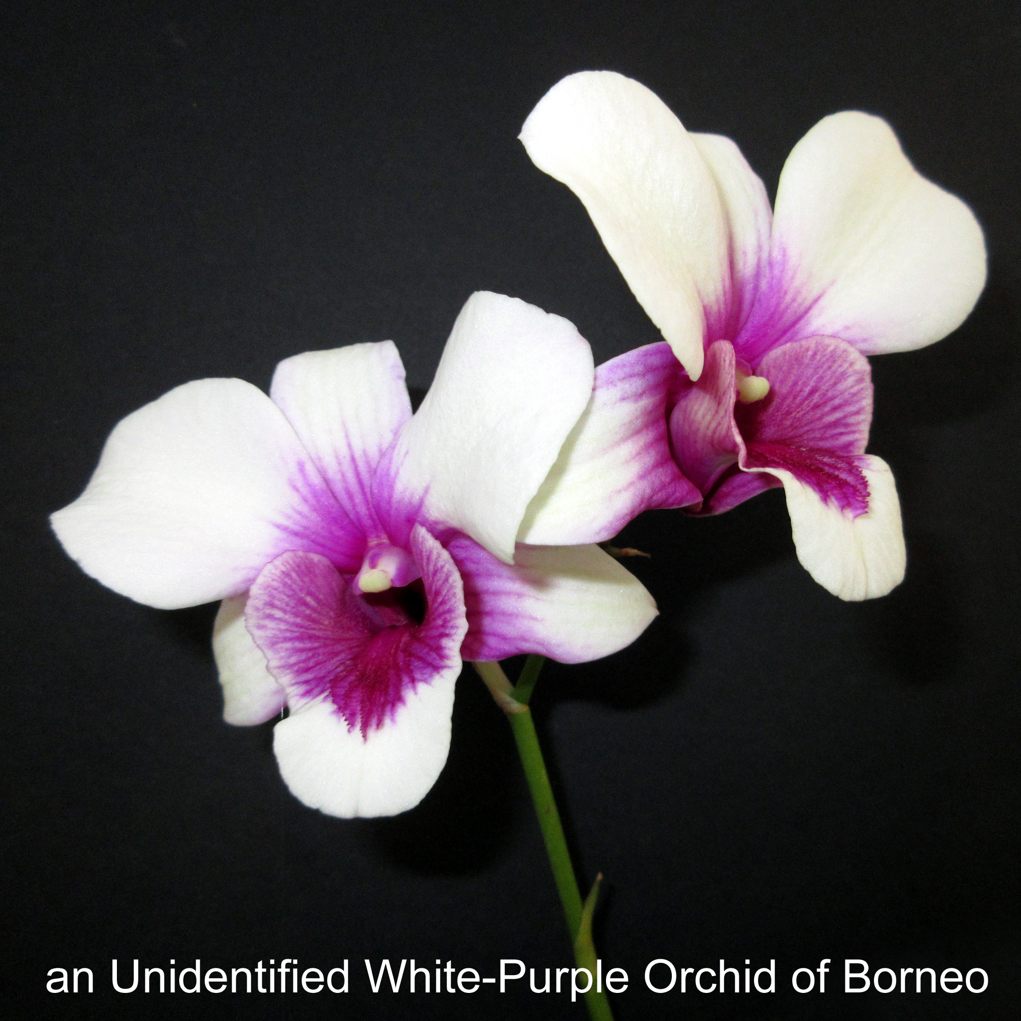an Unidentified White-Purple Orchid of Borneo