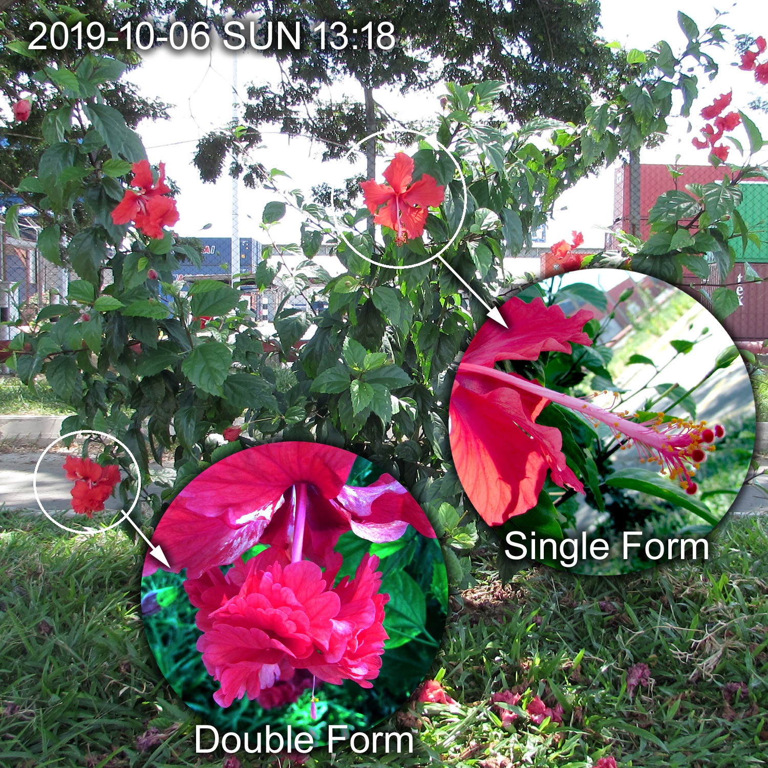 Single and double form Red Hibiscus
