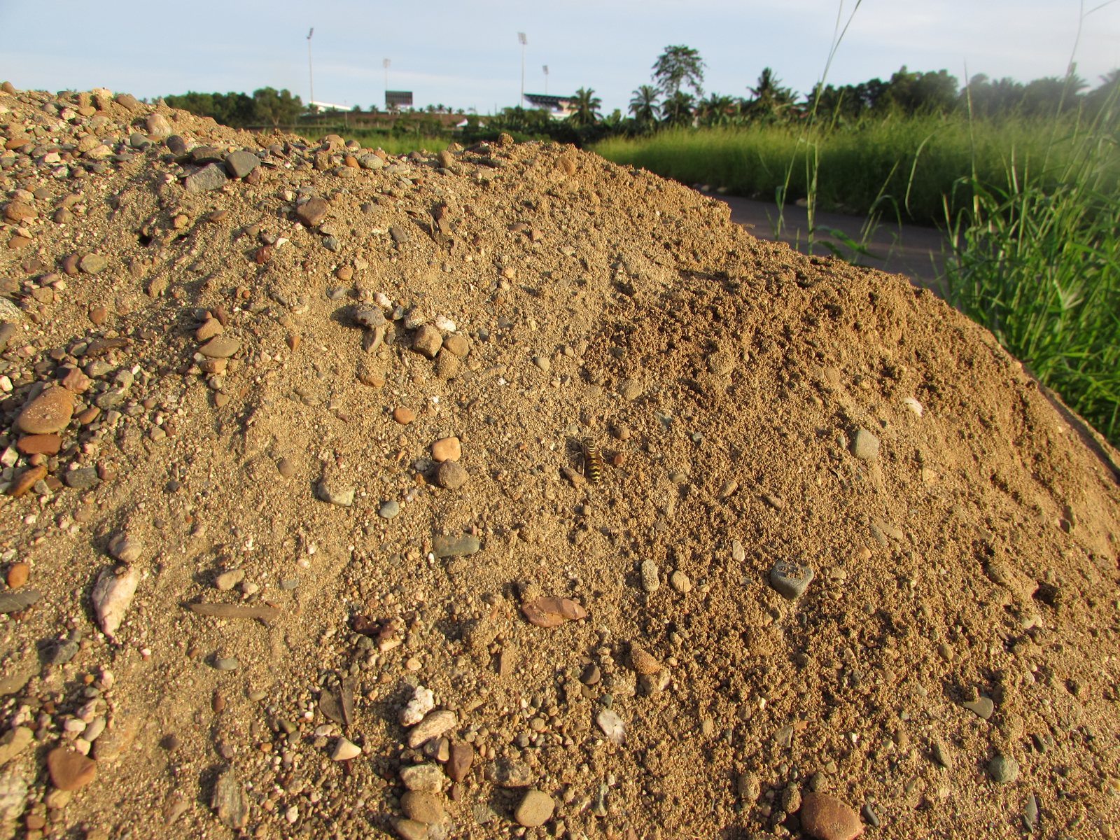 A heap of sand and pebbles lit by low evening sun beside a strip of road and tall grass, with the floodlight towers and grandstand of a stadium in the distance beyond trees and oil palms.