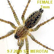 Agelena sp SG MEROTAI
