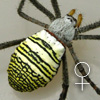 Argiope aemula