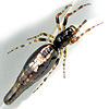 Cyclosa bifida