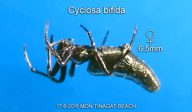 Cyclosa bifida