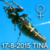 Cyclosa bifida