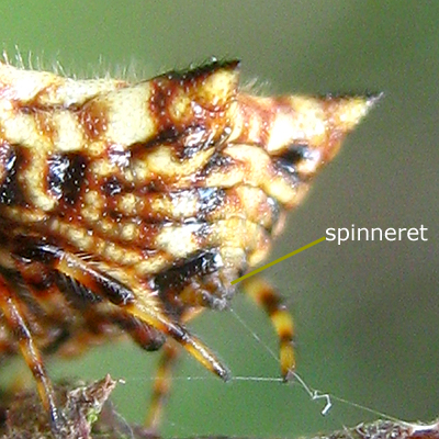 spinneret