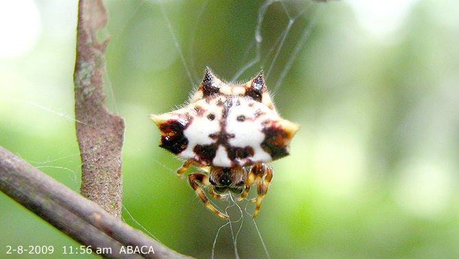 Gasteracantha cancriformis