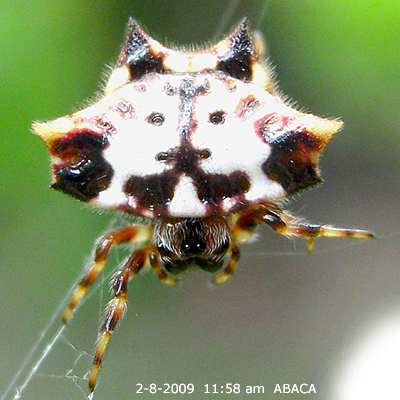 Gasteracantha cancriformis