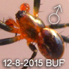 Gea sp BUFFERZONE