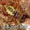 Gea sp BUFFERZONE