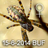 Gea sp BUFFERZONE