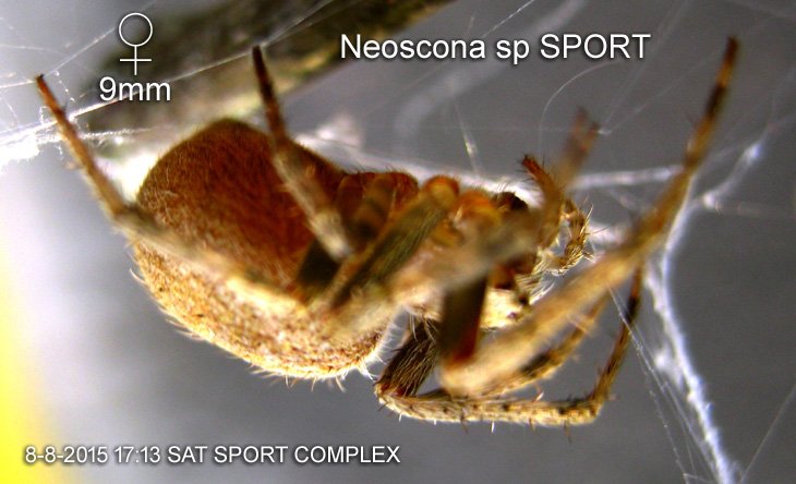Neoscona sp SPORT