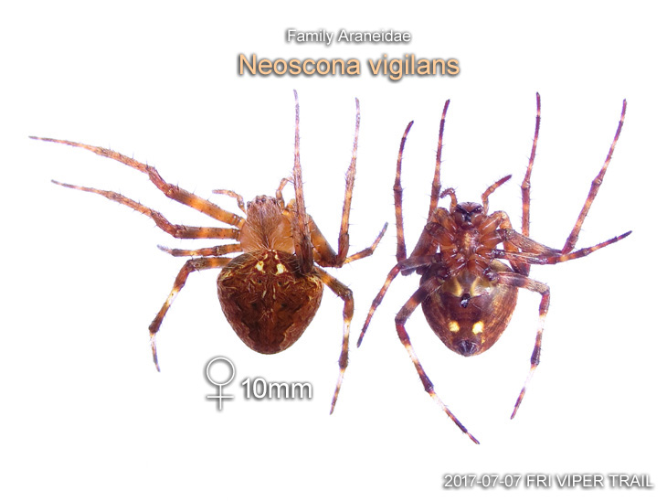 Neoscona vigilans