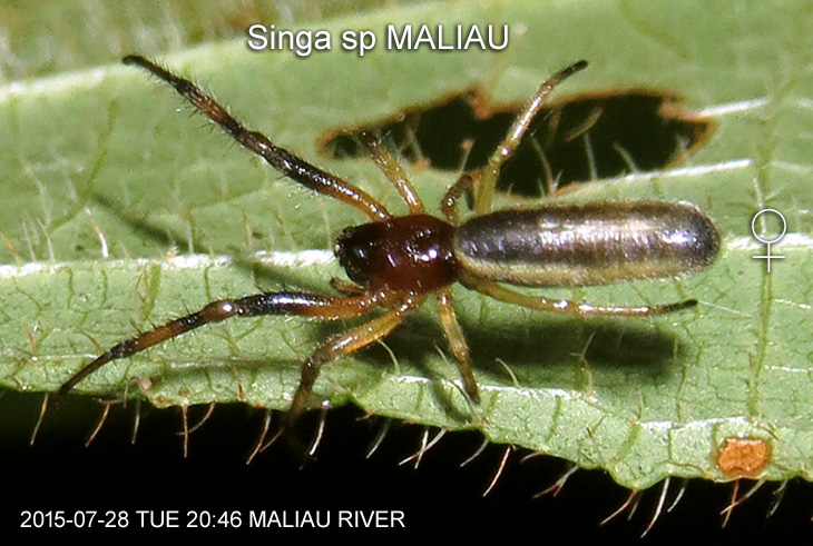 Singa sp MALIAU