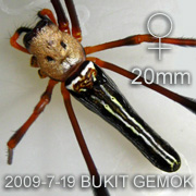 Nephila pilipes