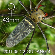 Nephila pilipes
