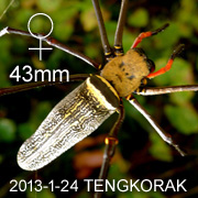 Nephila pilipes
