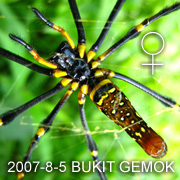Nephila pilipes
