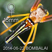 Nephila pilipes