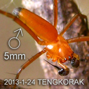 Nephila pilipes