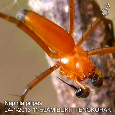 A Male Nephila pilipes