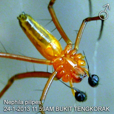 A Male Nephila pilipes