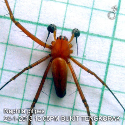 A Male Nephila pilipes